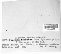 Puccinia circaeae image